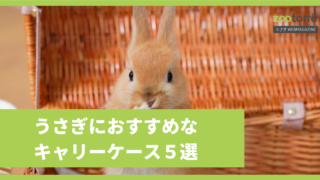 うさぎのキャリーケースの選び方とおすすめ4選 Zootone うさぎwebmagazine
