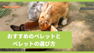 うさぎの食べ物 Zootone うさぎwebmagazine