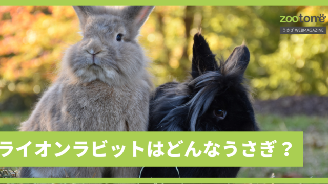 ドワーフホトの特徴や性格 寿命や販売価格はどのくらい Zootone うさぎwebmagazine