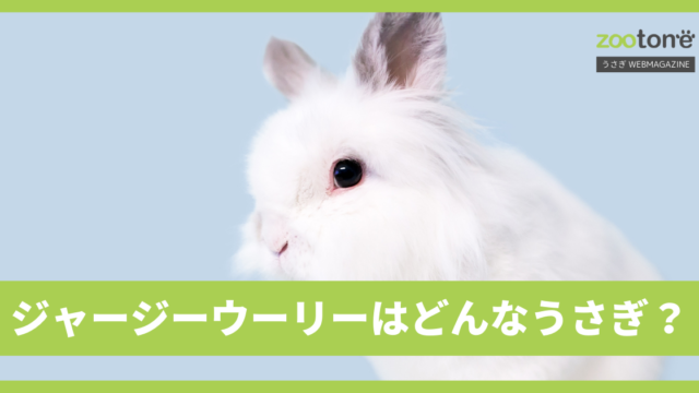 ドワーフホトの特徴や性格 寿命や販売価格はどのくらい Zootone うさぎwebmagazine