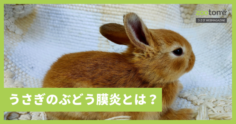 ぶどう膜炎はどうすれば予防できるのでしょうか?