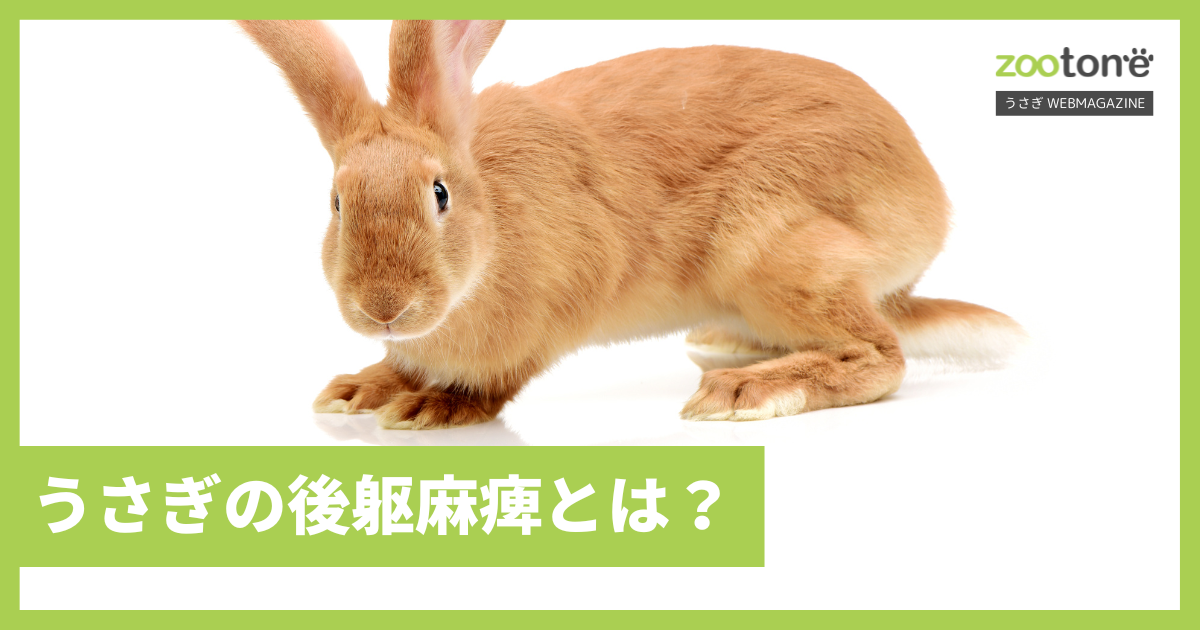 うさぎの後躯麻痺とは?原因と予防法を解説|zootone - うさぎWEBMAGAZINE